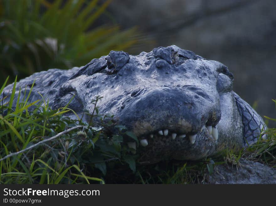 Portrait of the Big River Crocodile Laying on the Beach