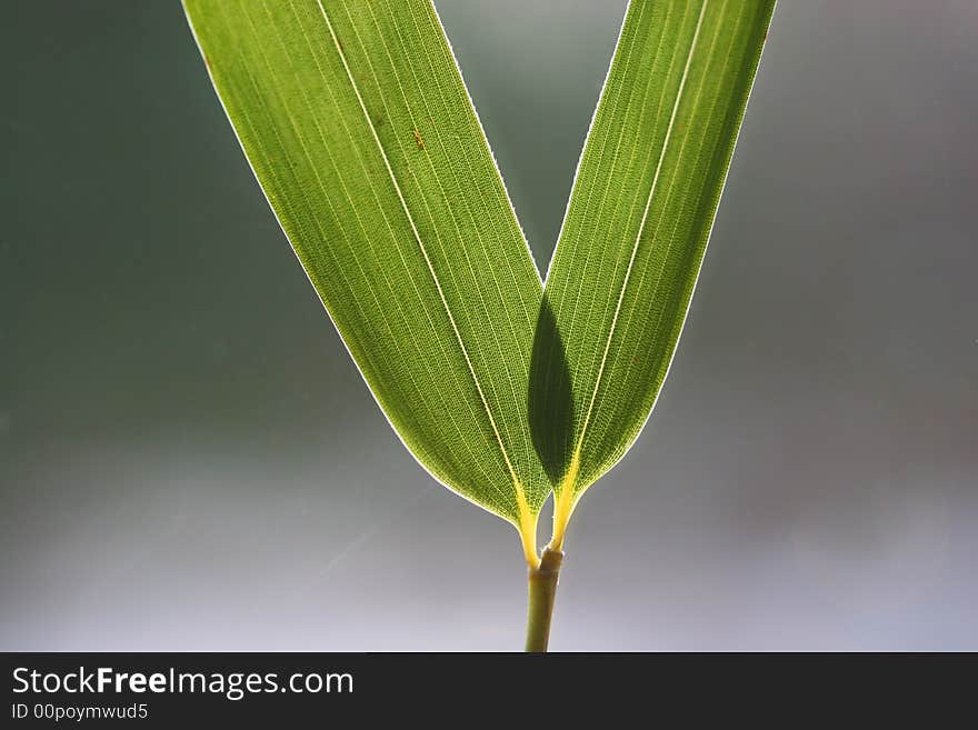 Bamboo Leaves