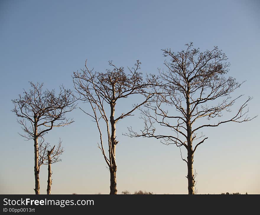 Three trees and blue sky. Three trees and blue sky