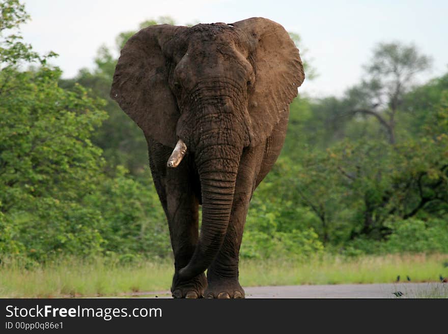 Old bull with one tusk walking down the middle of the road in the Kruger National Park. Old bull with one tusk walking down the middle of the road in the Kruger National Park.