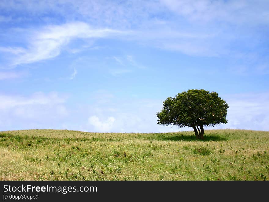 - a lonely (or single) tree in the Great Otway National Park, Victoria, Australia. - a lonely (or single) tree in the Great Otway National Park, Victoria, Australia