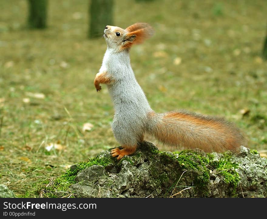 Squirrel ( Sciurus )