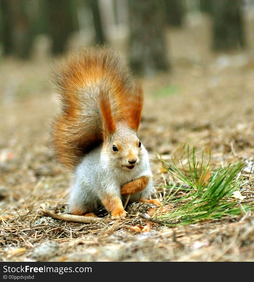 Squirrel ( Sciurus )