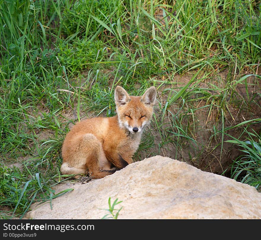 Red Fox ( Vulpes vulpes )