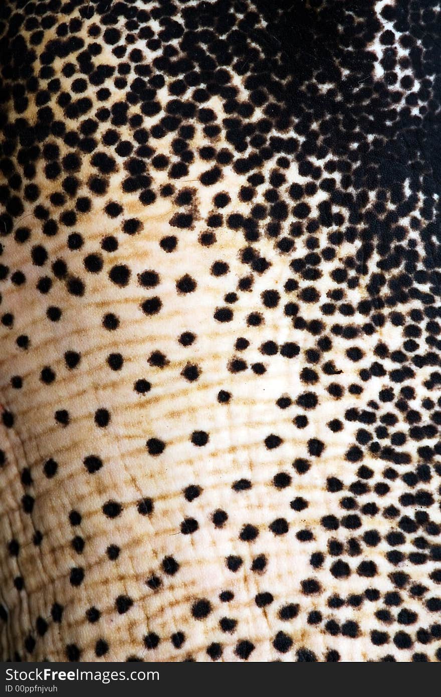 Closeup of an elephant's skin. Closeup of an elephant's skin