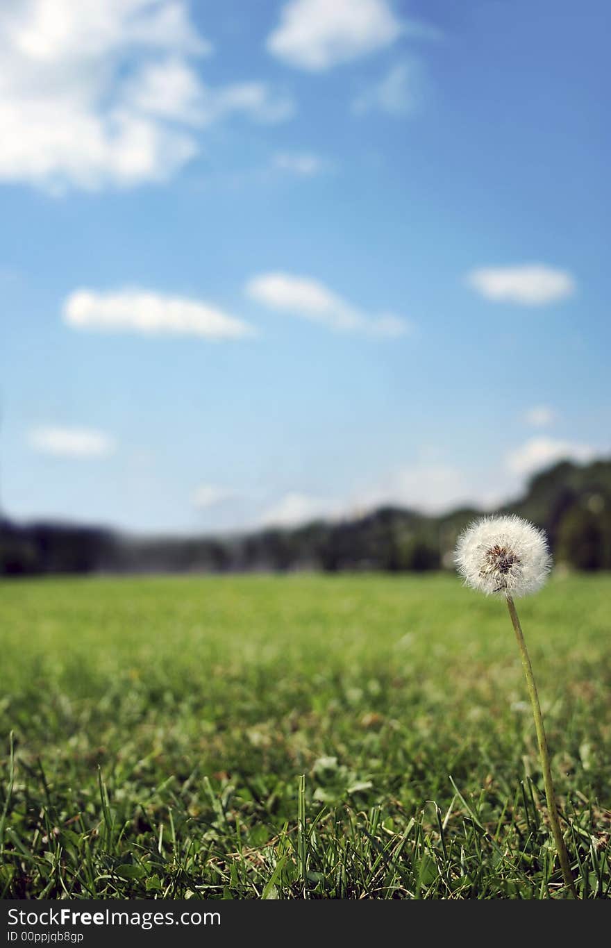 Nice background with fresh grass, flower, meadow and blue sky. Nice background with fresh grass, flower, meadow and blue sky