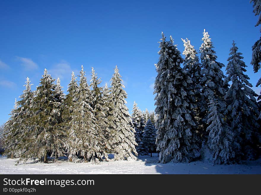 Winter trees on blue sky