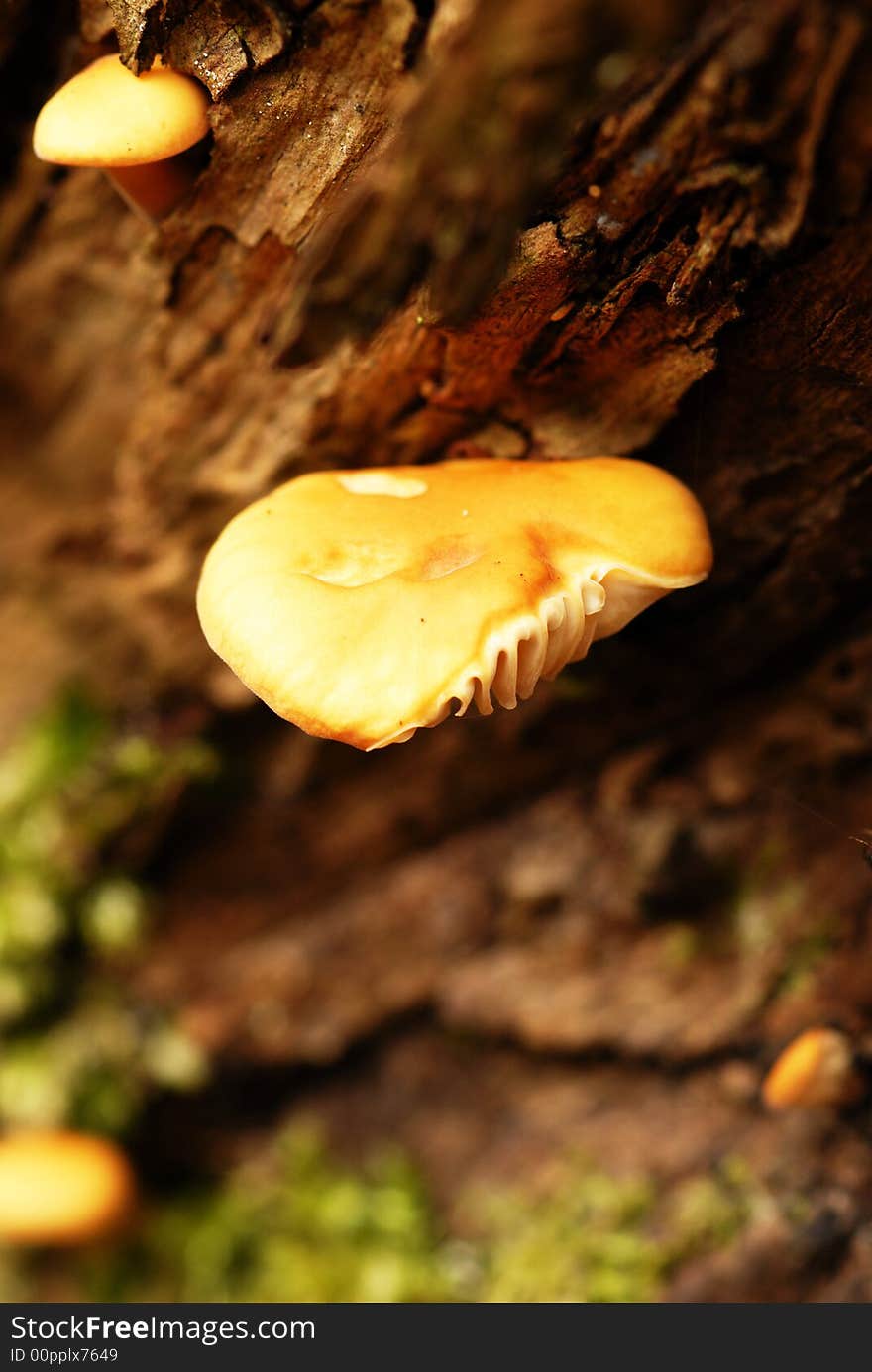 Mushrooms on the trunk