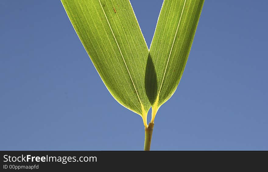 Bamboo leaves