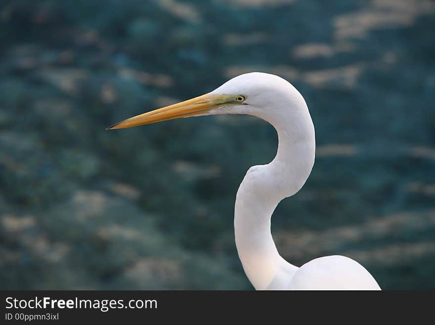 Close Portrait of a Great White Egret