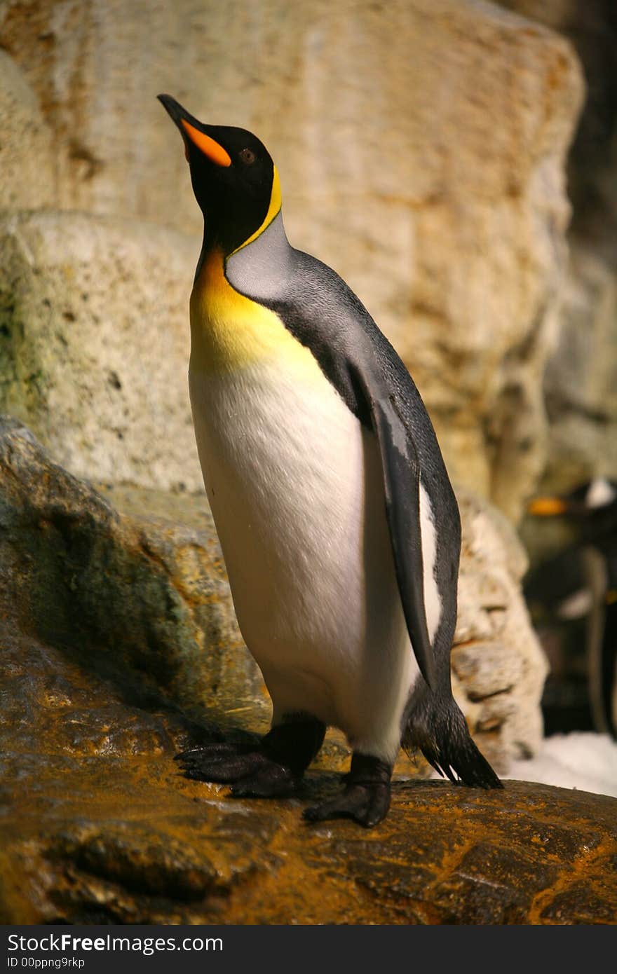 King penguin in a zoo