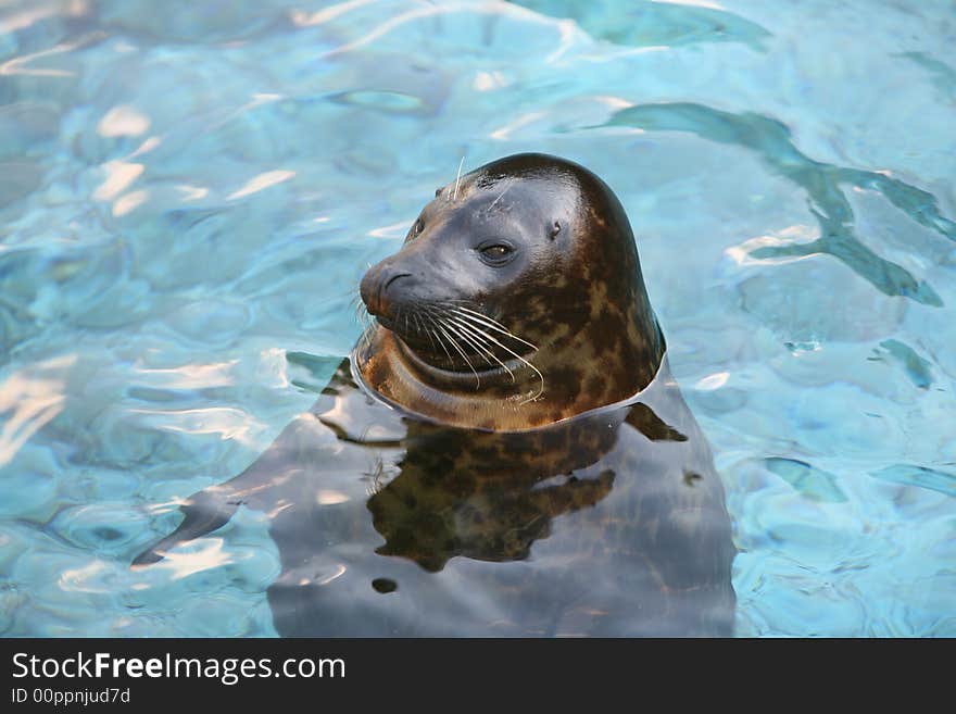 Relaxing Sea Lion in water