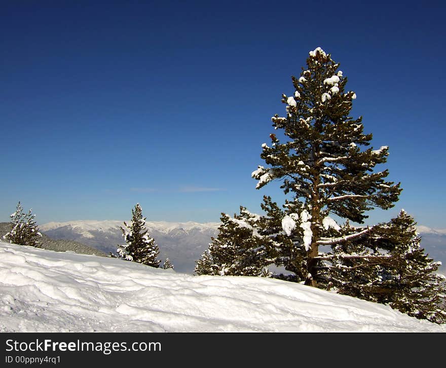 Winter tree in snow mountain, Bulgary ski resort