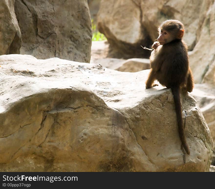 Juvenile baboon sitting at the edge of a rock