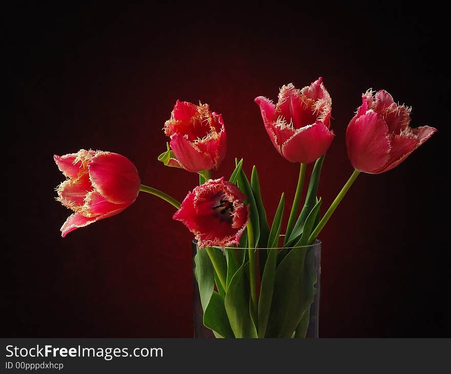 Tulips On The Dark Background.