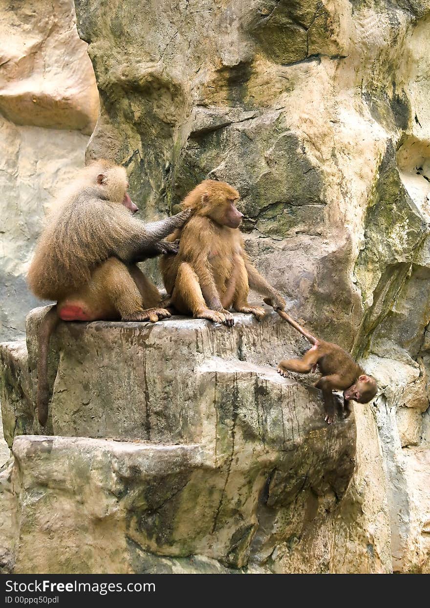 Male baboon grooming disinterested female baboon who is restraining her baby by its tail. Male baboon grooming disinterested female baboon who is restraining her baby by its tail.