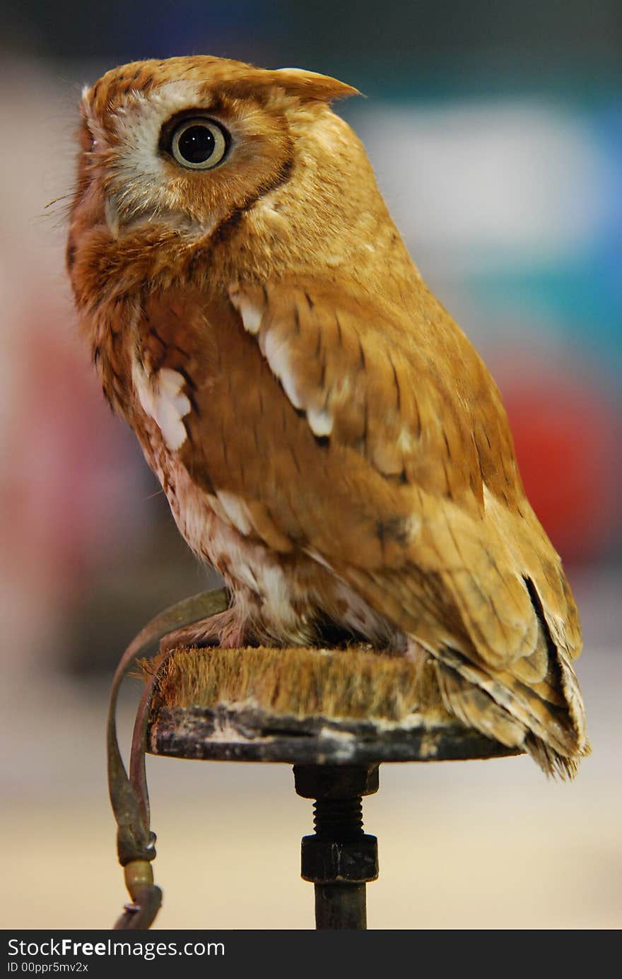 Full portrait of an alert Eastern Screech Owl. Full portrait of an alert Eastern Screech Owl.