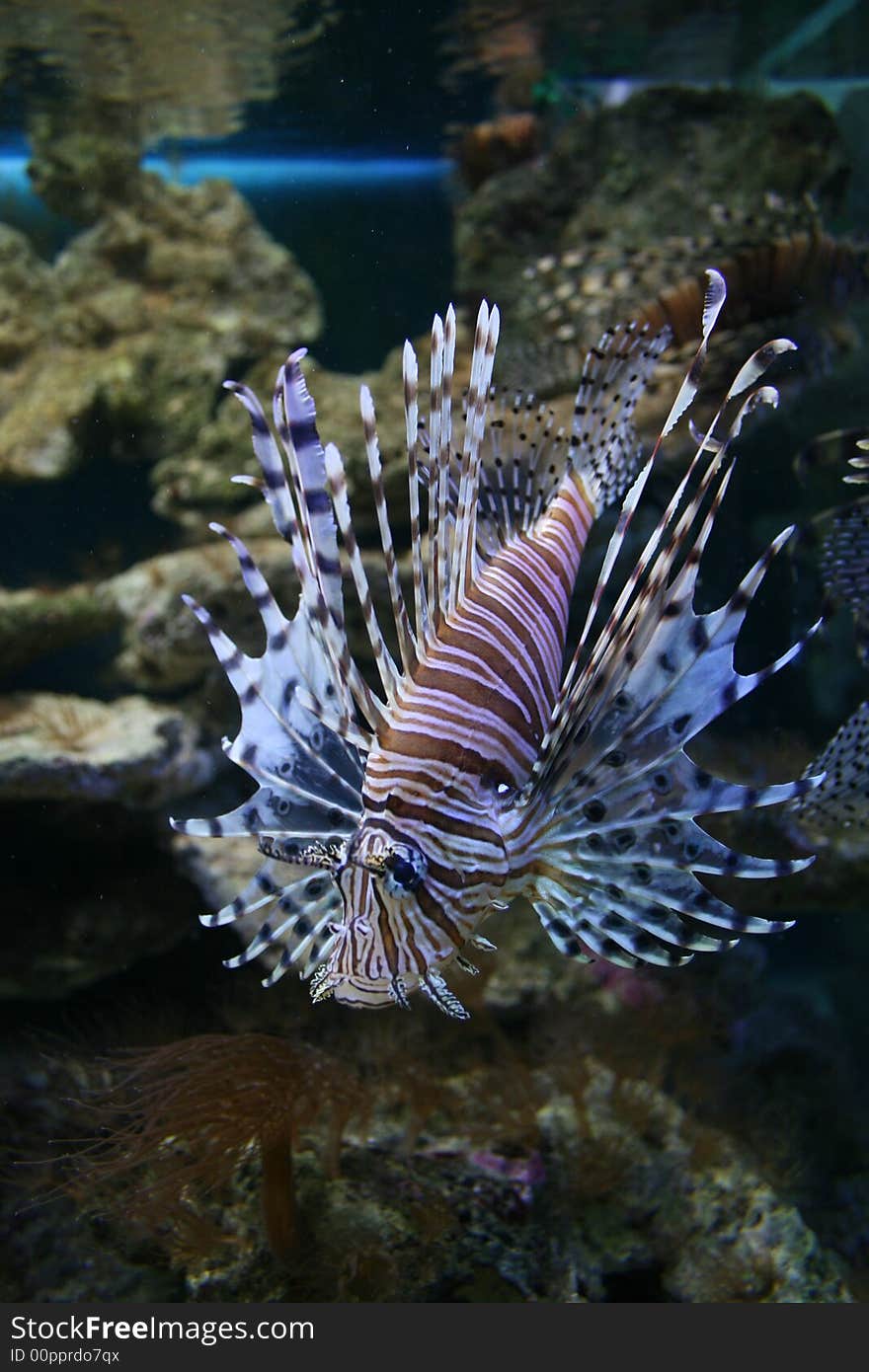 Very beautiful fish-zebra, meets in terrariums very seldom.