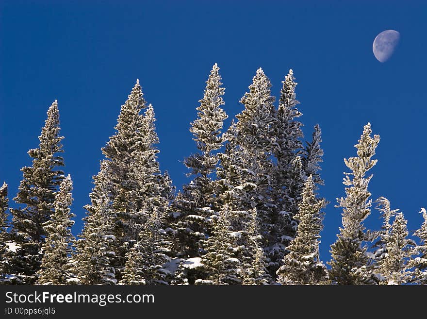 A half moon rises early on  a crisp winter day in a blue sky over frosted trees. A half moon rises early on  a crisp winter day in a blue sky over frosted trees.