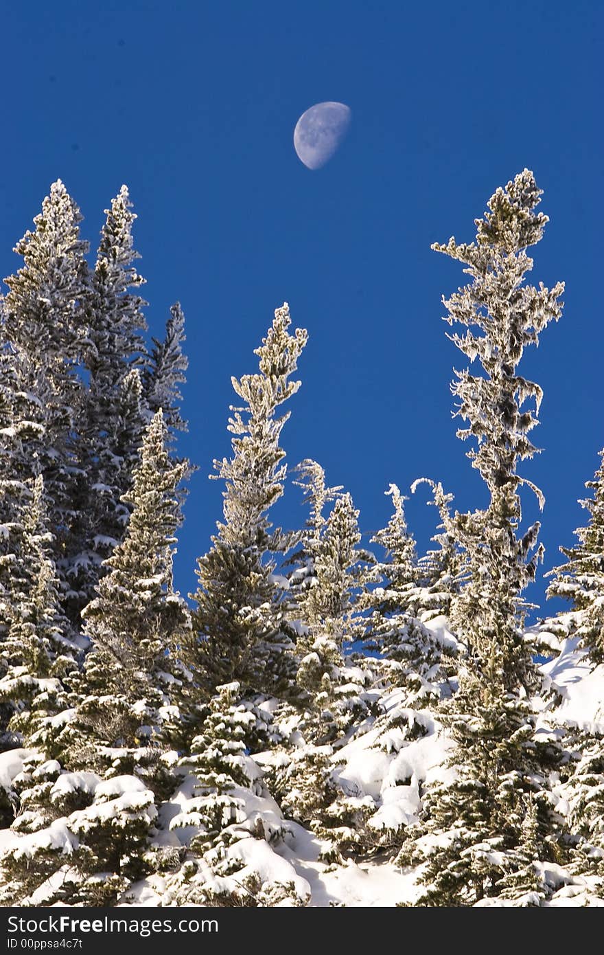 A half moon rises early on  a crisp winter day in a blue sky over frosted trees. A half moon rises early on  a crisp winter day in a blue sky over frosted trees.