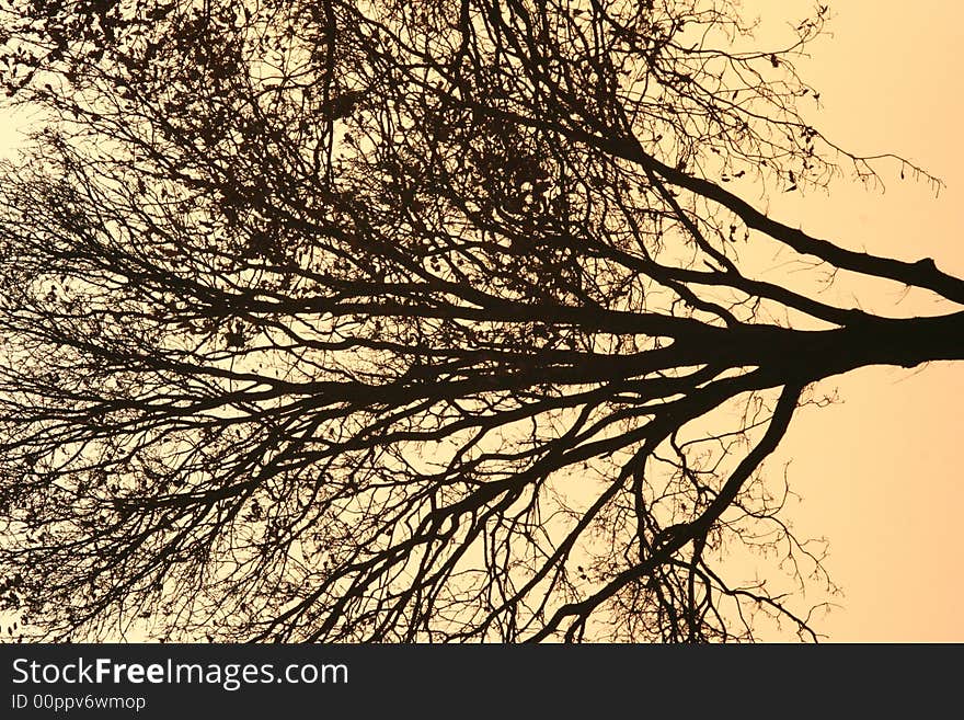 Photo of a tree in late midday. Photo of a tree in late midday