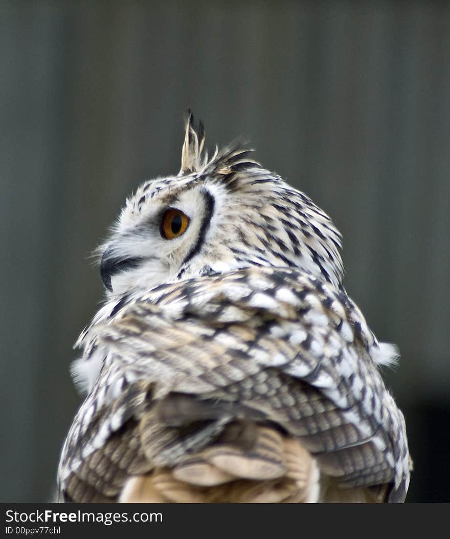 Eagle owl, bird of prey