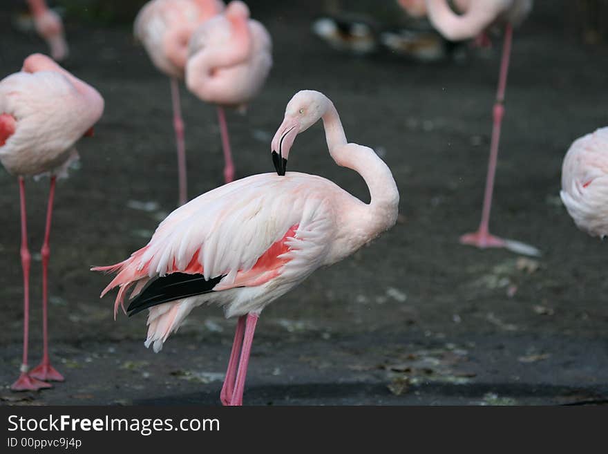 Pink flamingo