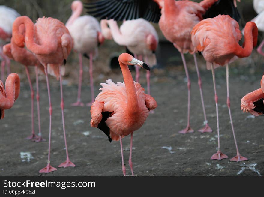 Pink flamingo