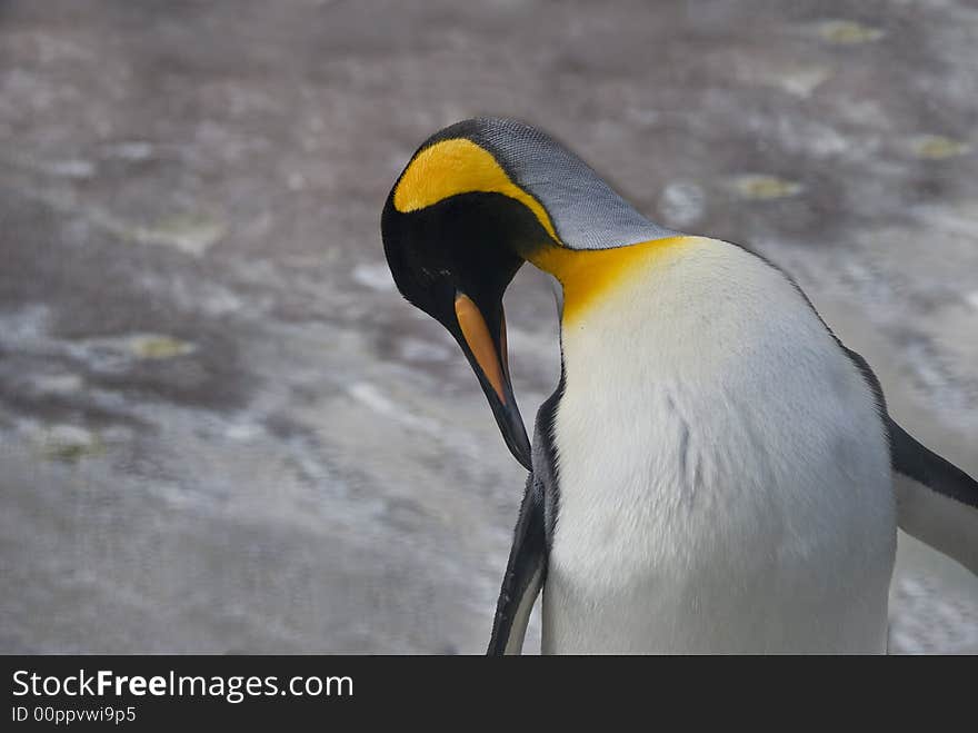 Emperor penguin, Emperor penguin standing,king penguin