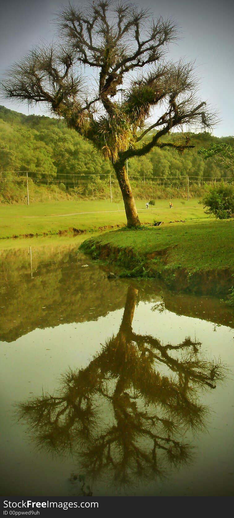 Tree And Its Reflection