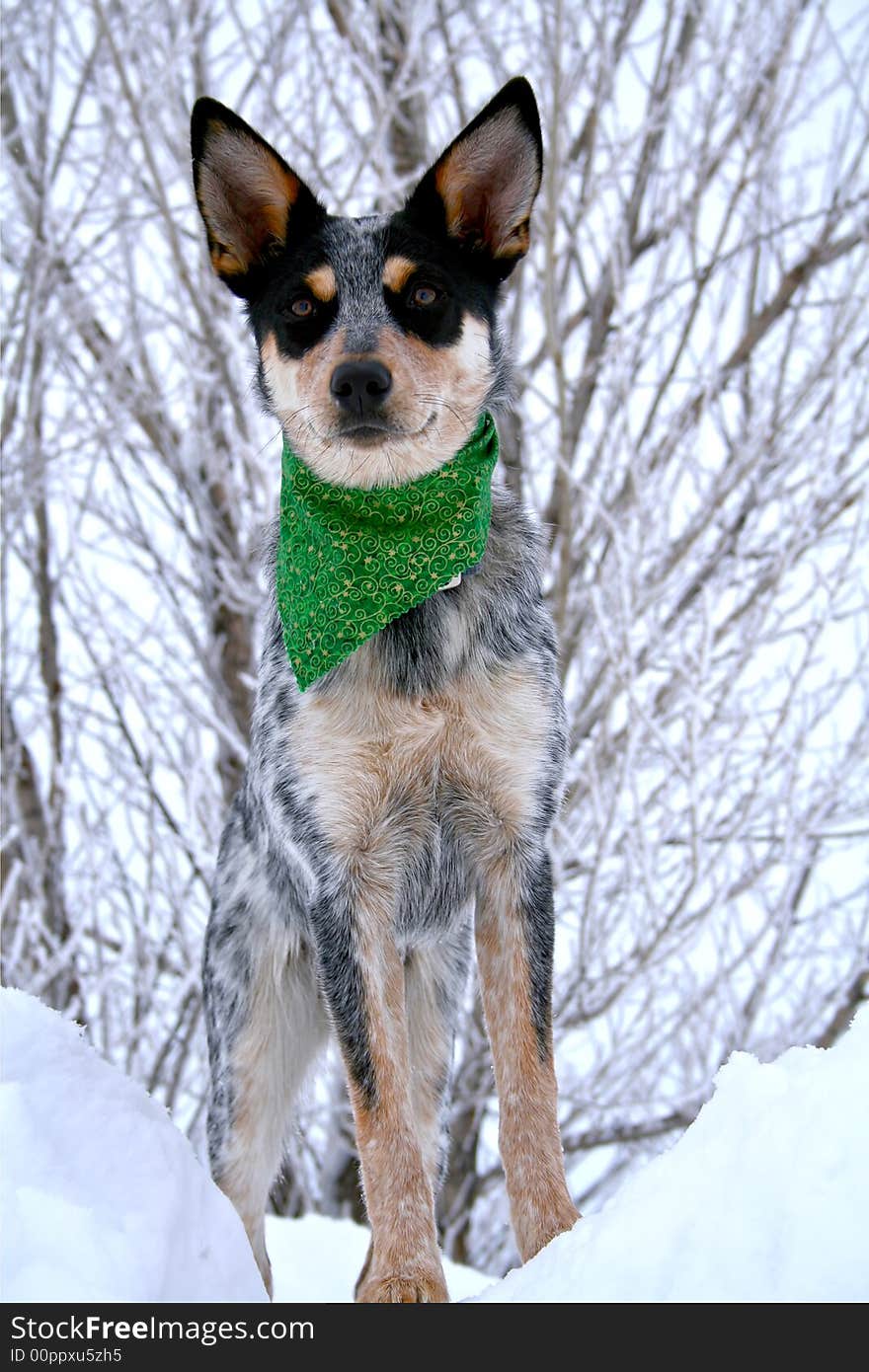 Blue Heeler puppy sporting green bandanna while on top of large snow drift. Blue Heeler puppy sporting green bandanna while on top of large snow drift