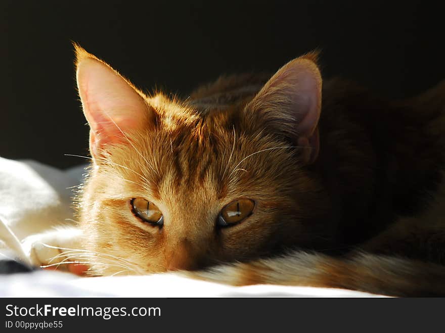 Yellow tabby cat lying on bed with a ray of light across her face.