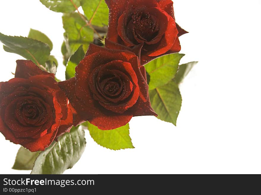 3 red beautiful decorative roses on white. 3 red beautiful decorative roses on white