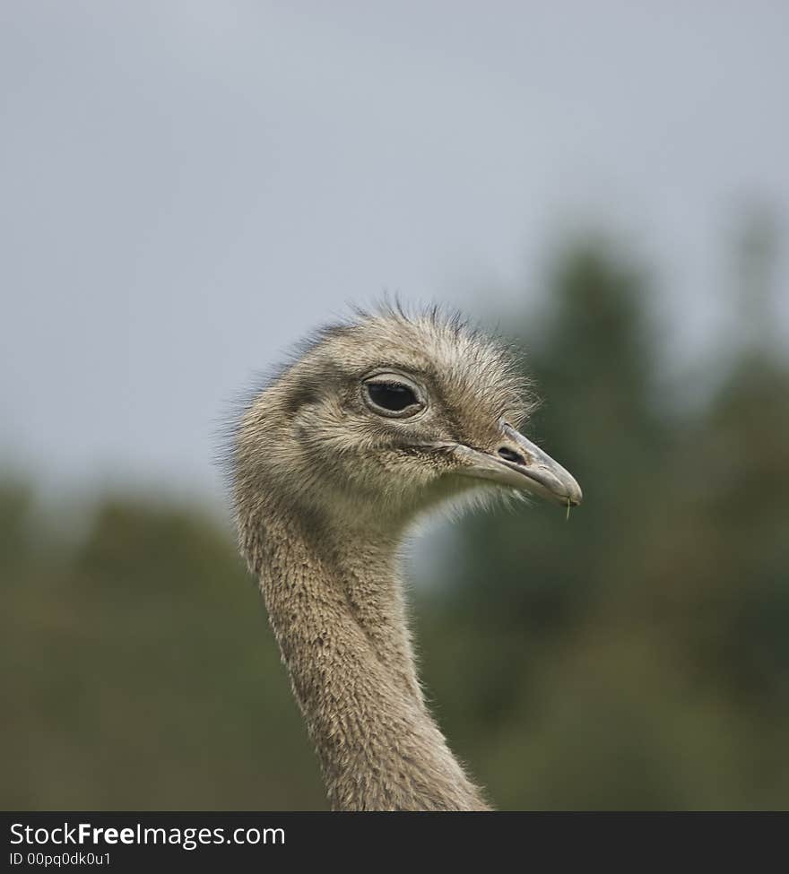 Ostrich, Ostrich profile,Struthio camelus