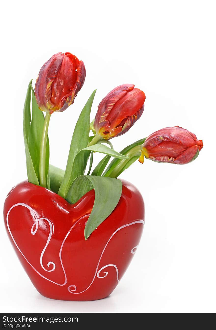 Three tulips in vase on white