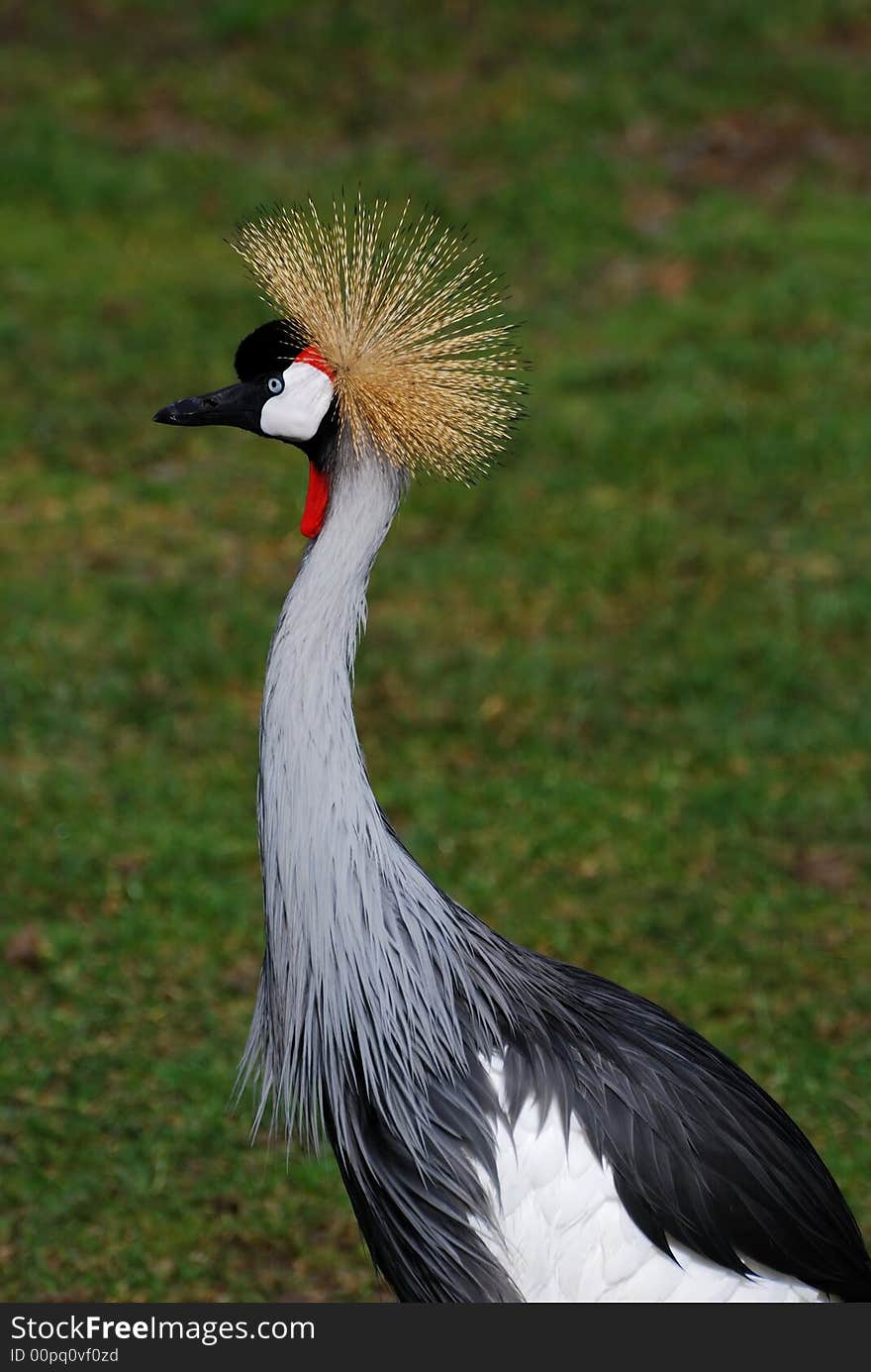 A beautiful peacock with a gold crown. A beautiful peacock with a gold crown