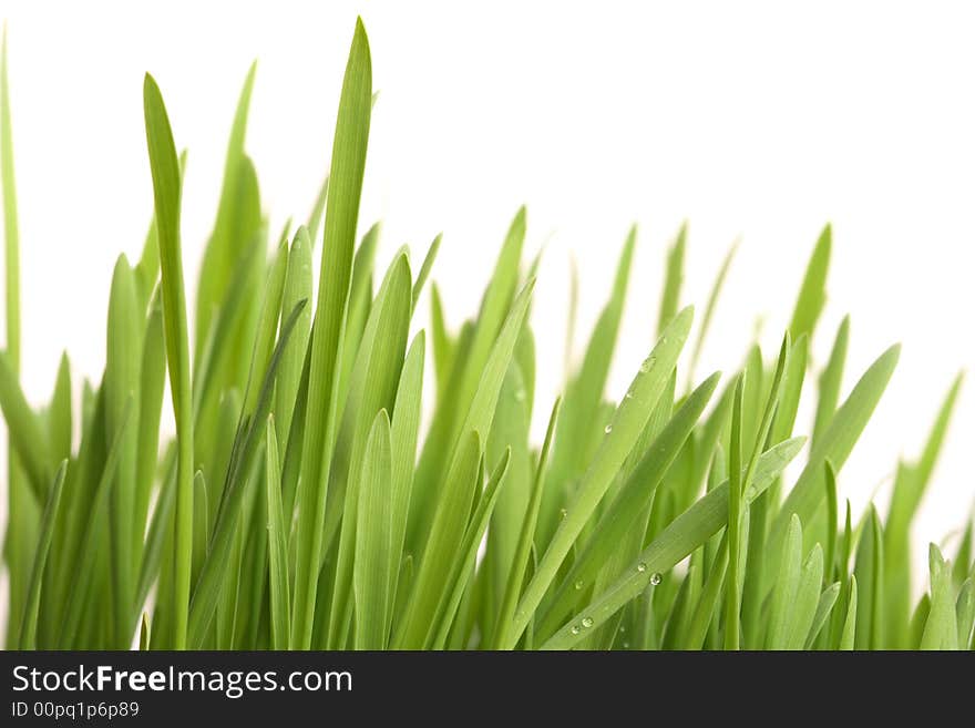 Green young grass with drops