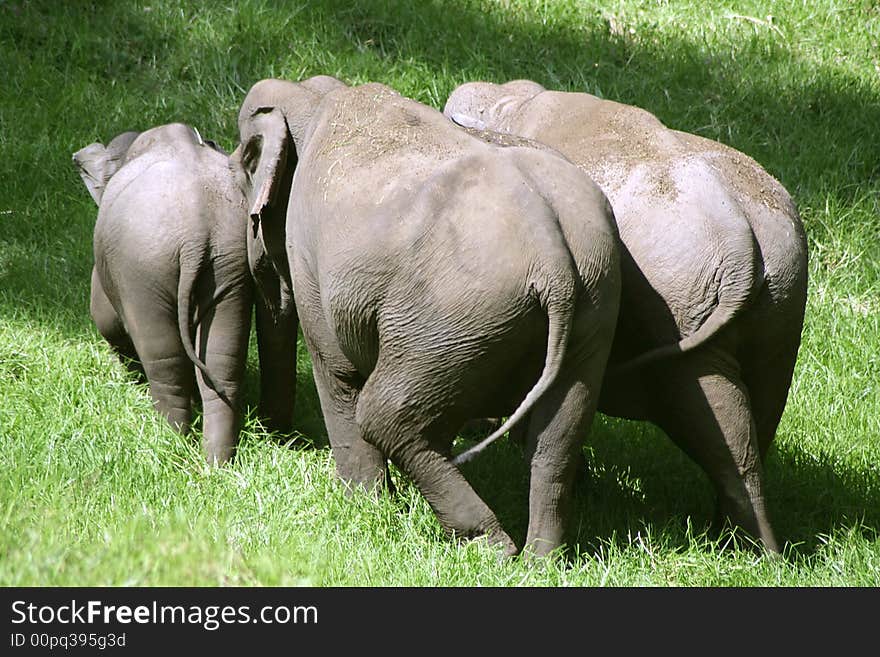 Small herd of elephants