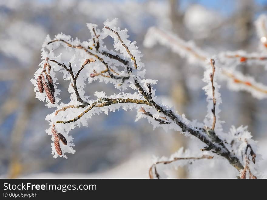 Frozen trees no.3