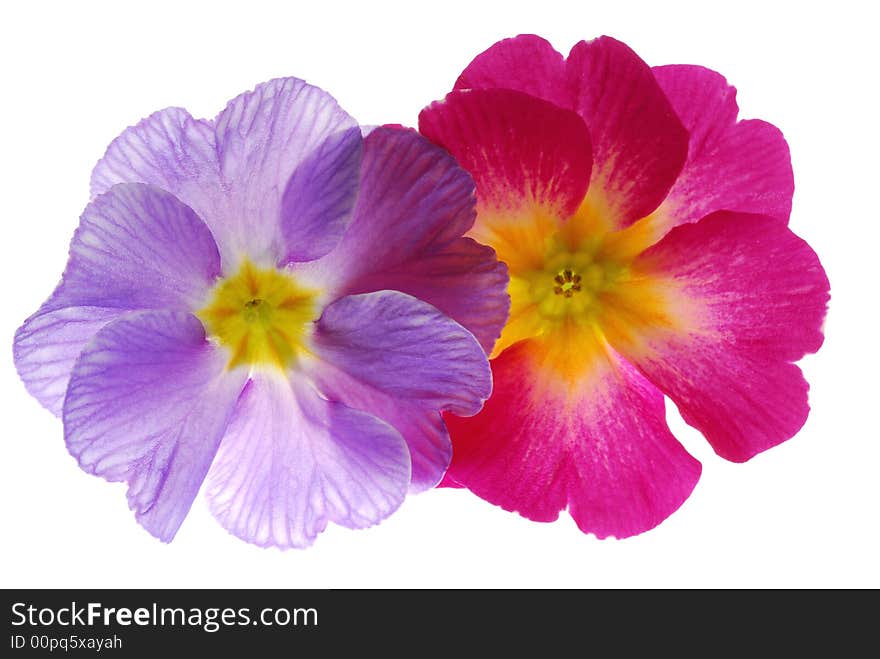 Red and blue primula flowers