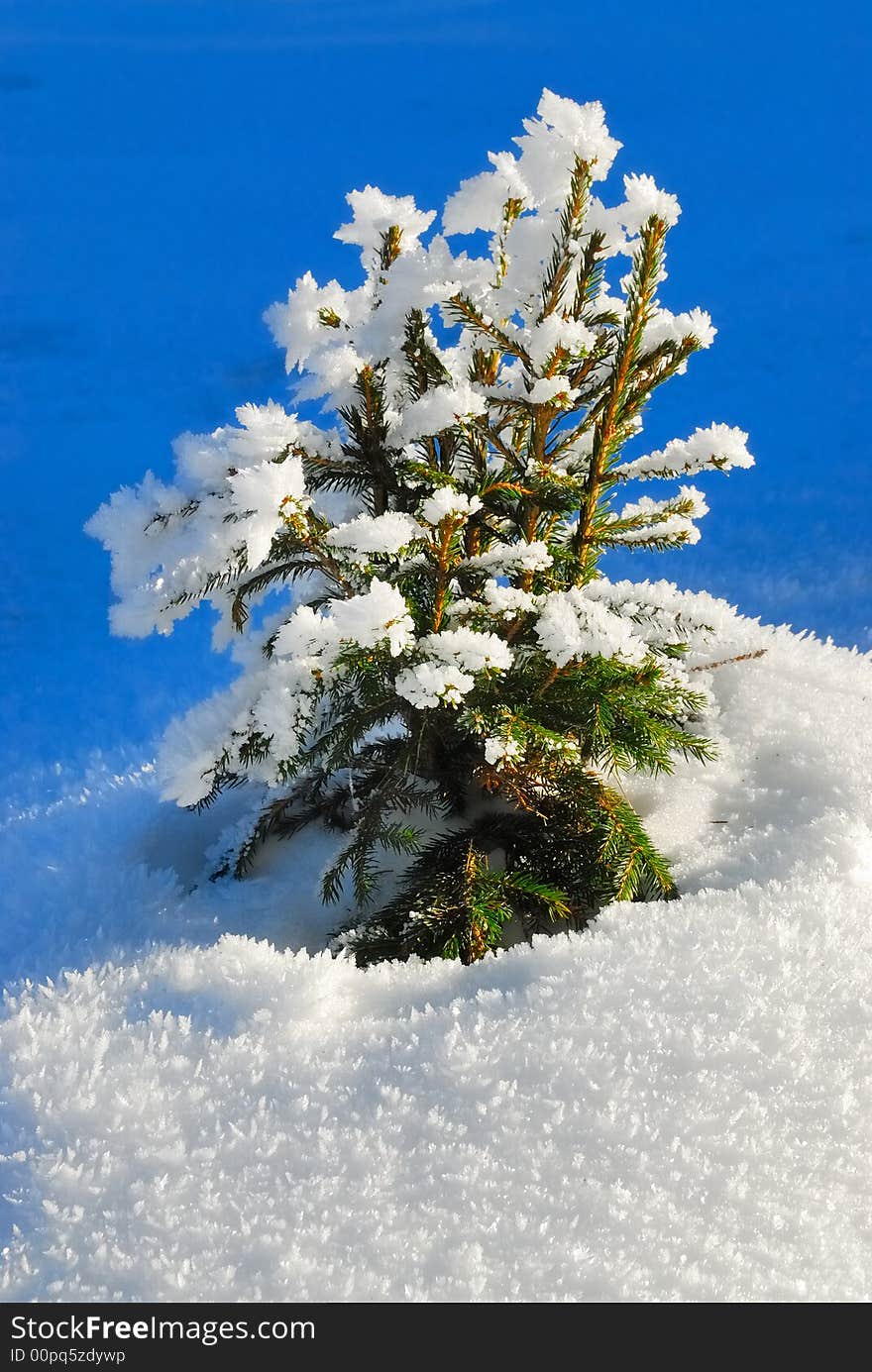 Small conifer with ice crystals. Small conifer with ice crystals