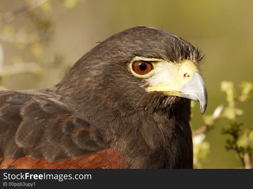 Close portrait of Harris' hawk with pale green background