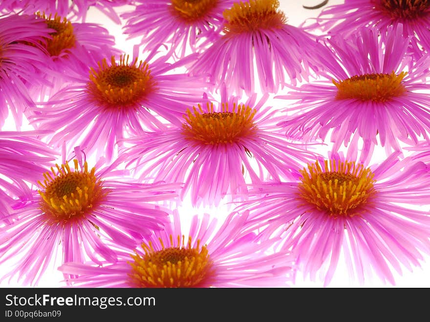 Pink aster flowers on light box