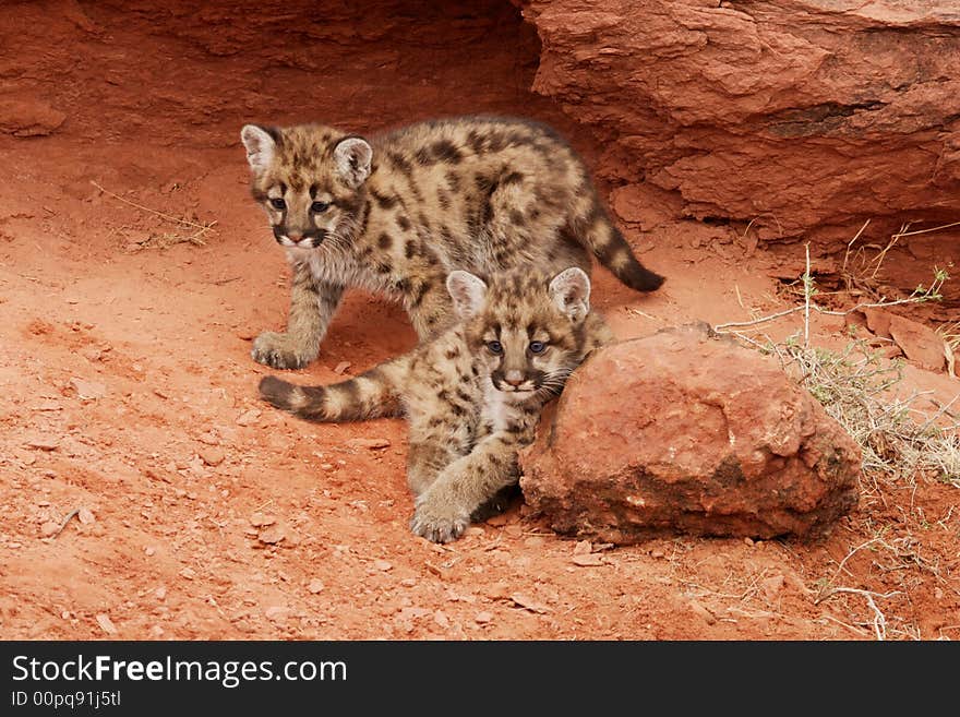 Two mountain lion kittens with one standing and other leaning against red rock with red rock alcove gehind