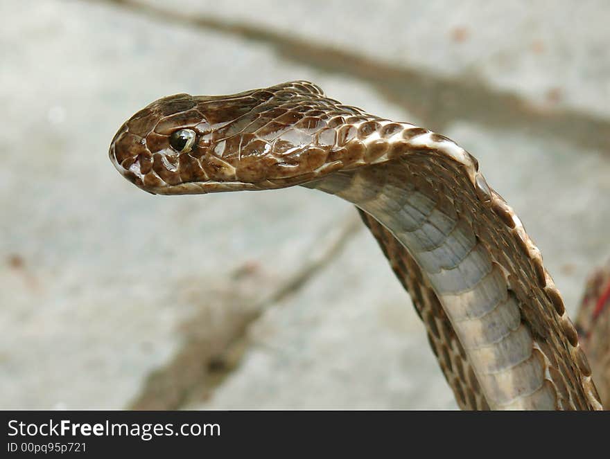 Closeup of king cobra, rishikesh, india