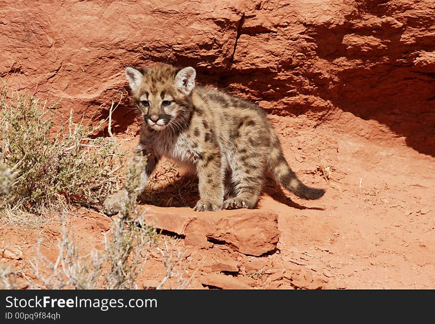 Mountain lion kitten standing on red rocks in front of red rock wall