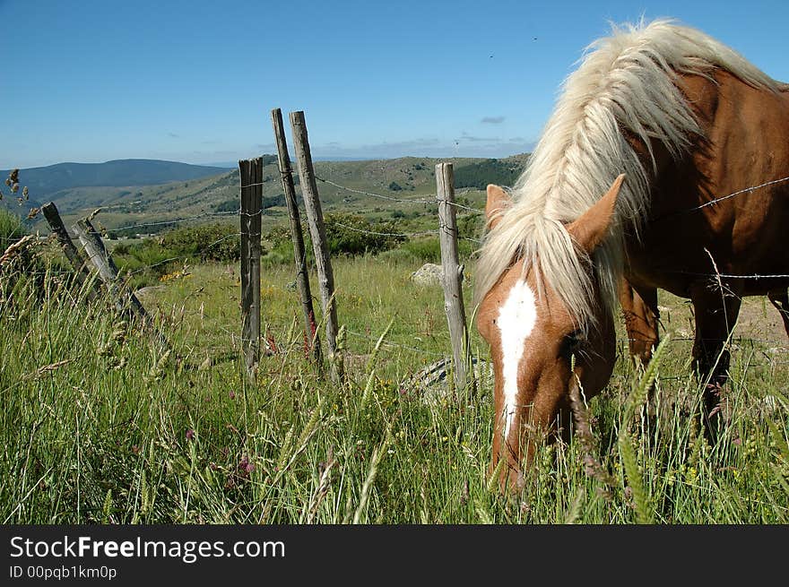 Comtois draught horse with brown coat and white mane grazing in the meadows on the Mont Lozere - France. Comtois draught horse with brown coat and white mane grazing in the meadows on the Mont Lozere - France