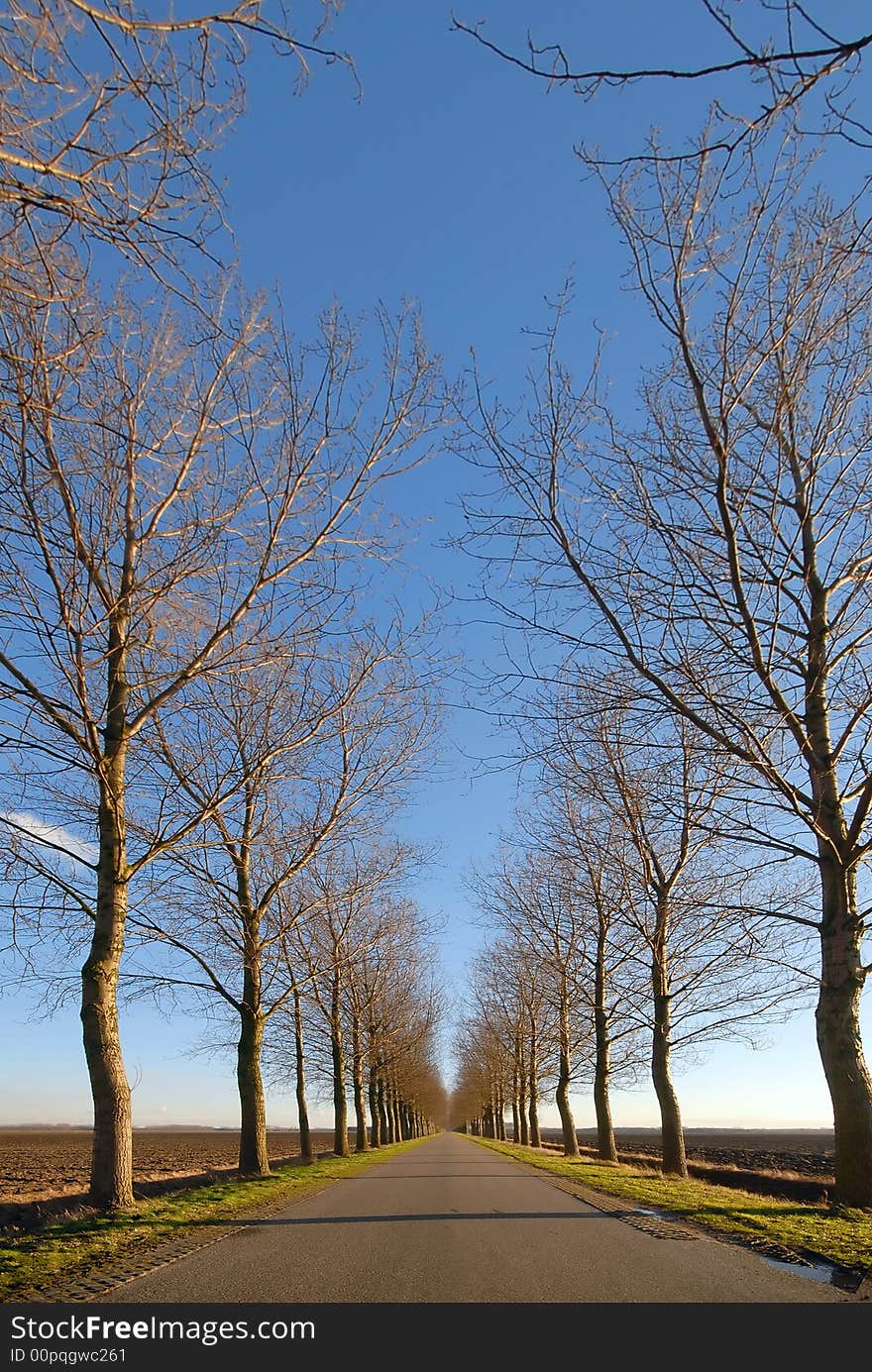 Road and Line of trees under a blue sky