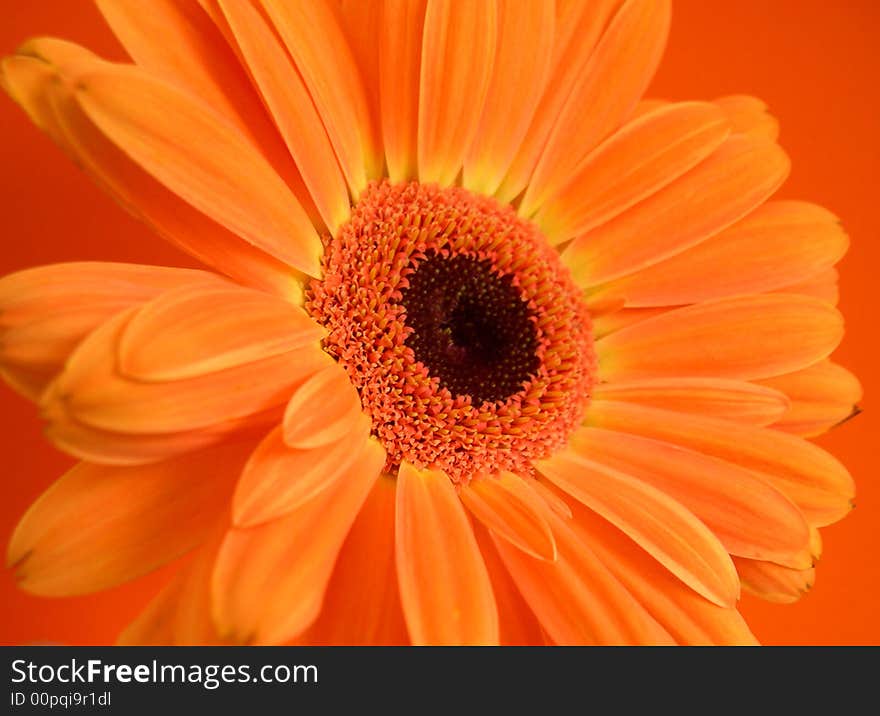 Orange on orange Gerbera Daisy. Orange on orange Gerbera Daisy