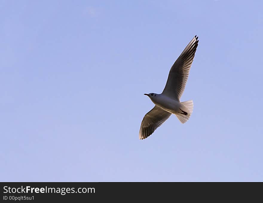 Hovering Seagull On Blue Sky